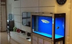 家里鱼缸里放几条鱼最顺？