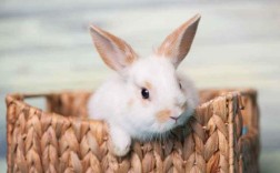兔子在家养对家有危害吗？