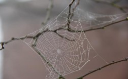 蜘蛛网的网怎么组词？
