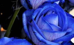 蓝色玫瑰花的花语和象征？（蓝色玫瑰花的含义）