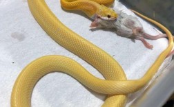 看见金黄色的蛇有什么预兆？
