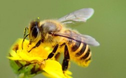 蜜蜂寓意是什么意思？（蜜蜂的含义）