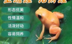 家里养小金蛙好吗？