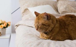 为什么猫喜欢睡觉噗噗声音？