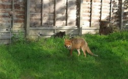狐狸进院子有什么寓意？