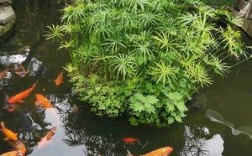 冬天鱼池里适合养什么植物？