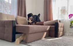 家里装修来两只狗跑进大厅是什么征兆？