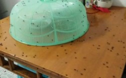 家里怎么会有很多苍蝇？