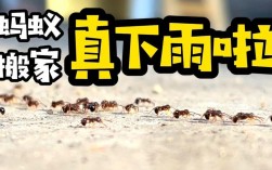 下大雨屋里进了好多蚂蚁是什么预兆？
