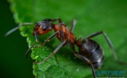家里来了蚂蚁什么预兆？解梦知识与预示的含义