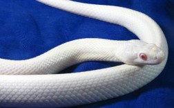 纯白色的蛇象征着什么？