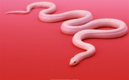 梦见家里白色的蛇：解梦知识和象征意义