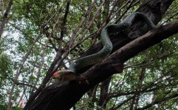 蛇喜欢什么树木？