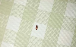 家里晚上有很多小虫怎么解决？