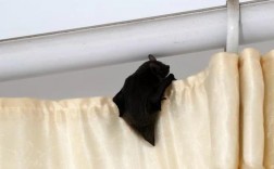 家里有个死蝙蝠是怎么回事？