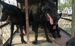 两个月大黑狼犬幼犬怎么养，黑狼犬喂养指南？