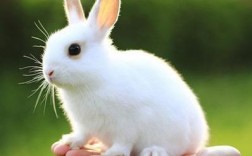 兔子的寓意是什么？（兔子  含义）