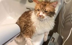 一个月左右的流浪猫能洗澡吗？