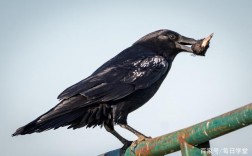乌鸦凶鸟是什么原因？