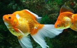 养6条不同颜色的金鱼，有什么说法？