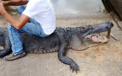 朋友泰国旅游回来来回来鳄鱼前爪，请问泰国鳄鱼爪的寓意？（鳄鱼爪的含义）