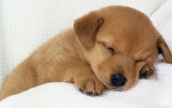 3年的小狗在家睡觉时间坐卧不安呼吸重是怎么了？