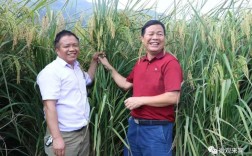 最高的水稻杆有多高？