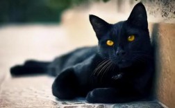 为什么说黑猫不能惹？