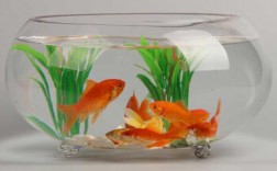 一个缸里能养多少条金鱼？