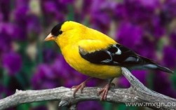 梦见一只金黄色很漂亮的鸟？
