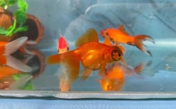 家里养的金鱼会长大吗？