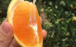 夏橙叫什么？（奈蜜含义）