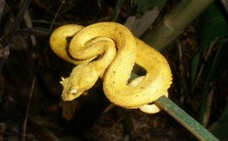 黄色的家蛇是什么蛇？