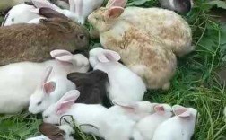 好多兔子是什么意思？