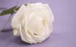 白玫瑰的含义是什么？