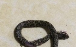 在家里看到一条盘着的小蛇是好是坏？