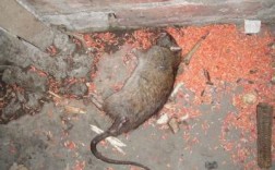 正月十五家里出现一只死老鼠有什么预兆啊，大早上的就在家门口看见一只死老鼠，心里很不是滋味，听说农村？