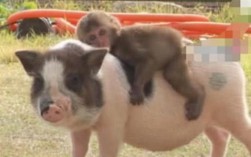猪身上爬只猴子什么语意？