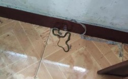 家里进了蛇应该怎么办？