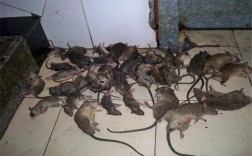 家里突然跑进很多老鼠可能有什么原因？