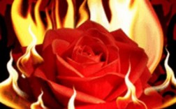 红火焰玫瑰代表什么意思？（红玫瑰代表的含义）