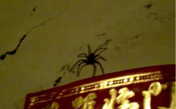 晚上凌晨多，家里突然来了大蜘蛛爬进我的卧室，吓死我了，是有什么预兆吗？