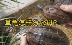 乌龟能看懂视频吗？