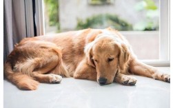 狗狗死后多久才能离开家？
