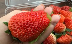 草莓代表什么寓意？（草莓代表含义）