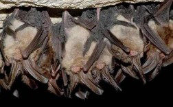 蝙蝠会在人类家中冬眠吗？