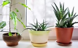 种什么花对身体好，什么室内植物对通风及光照要求不高？