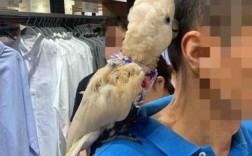一个鹦鹉落在一个人的肩上好吗？