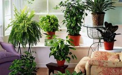 在室内摆放什么植物对室内风水好？
