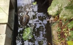 养小乌龟放在院子的哪个方位好啊？